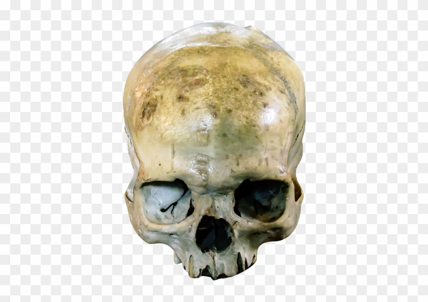 Skull, Head, Dead, Horror, Bone, Human, Dark, Spooky - Skull Clipart #1114624