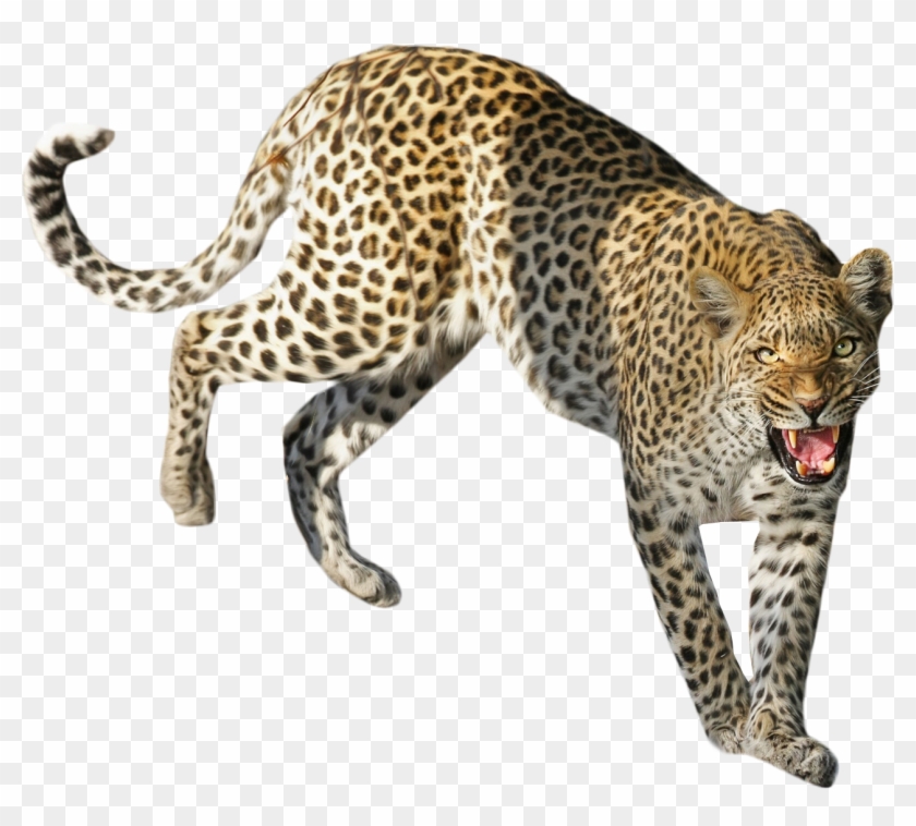 Leopard Standing - Sitting Leopard Png Clipart #1115556