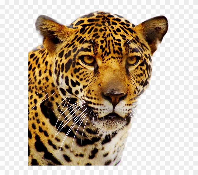 Leopard Face Transparent Image - Jaguar Png Clipart #1115615