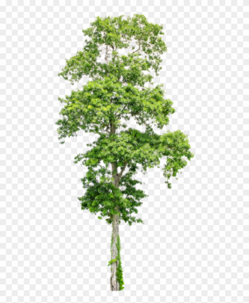Free Png Download Tree Png Images Background Png Images - Neem Ka Ped Hd Clipart
