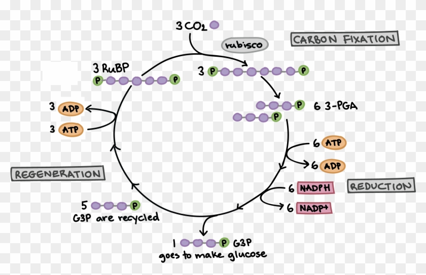 Diagram Of The Calvin Cycle, Illustrating How The Fixation - Cykl Calvina Clipart