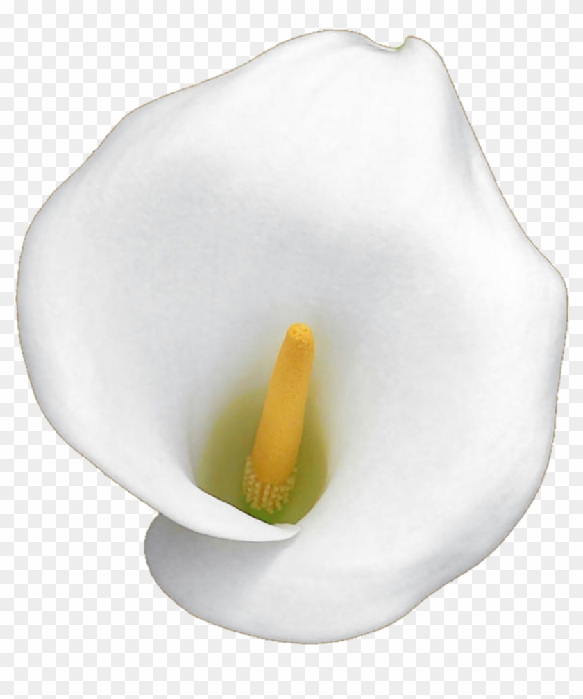 Calla Lily Png - White Calla Lily Clipart #1117974