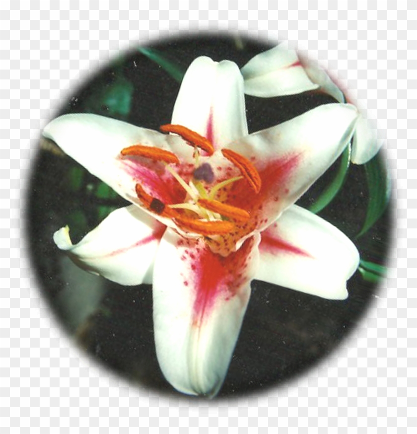 Asian-lily - Lady Tulip Clipart