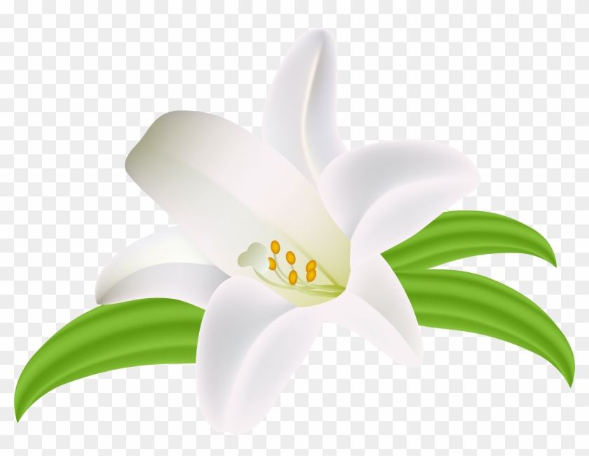 Lilium Flower Png Clipart Image - Lily Transparent Png