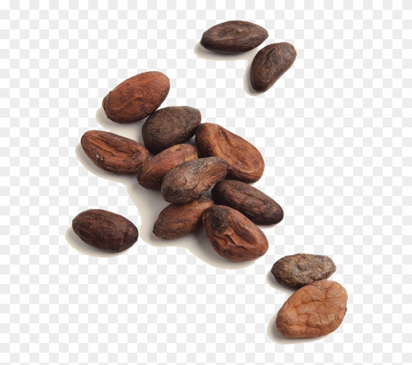 Profile - Cocoa Beans Png Clipart #1118536