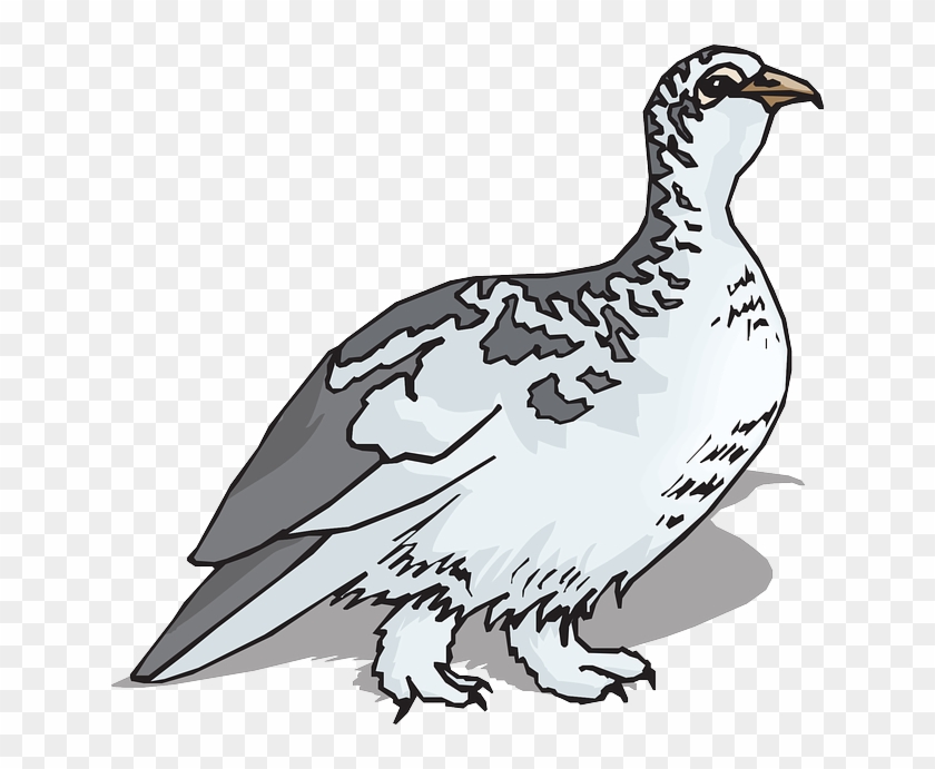 Ptarmigan Clipart - Png Download