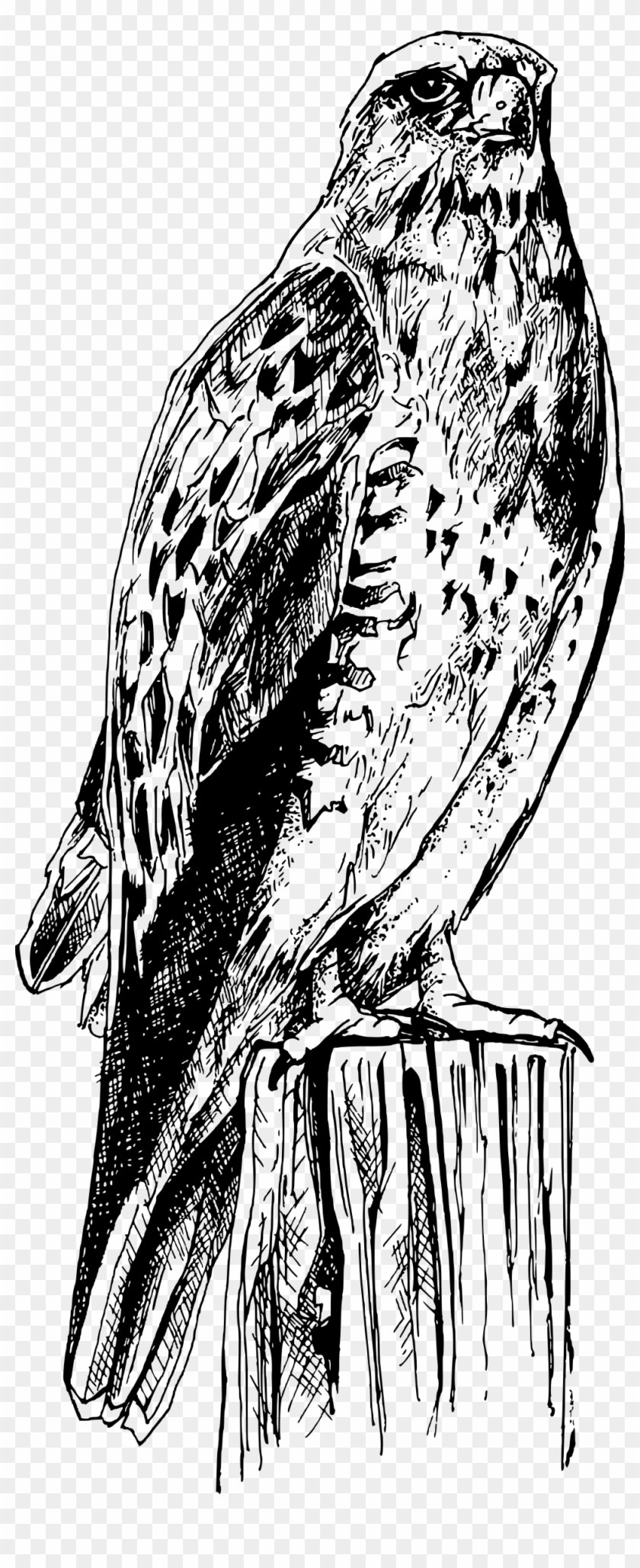 This Free Icons Png Design Of Bird Of Prey Clipart #1119285