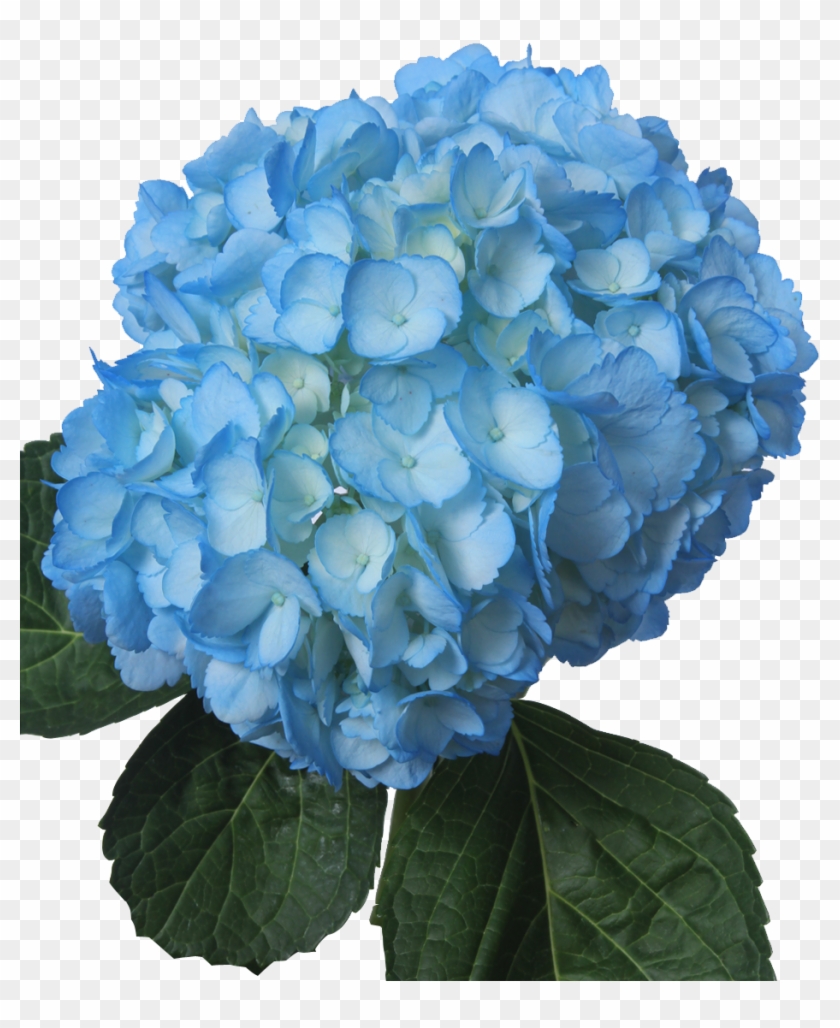 Tinted Light Blue - Light Blue Flowers Png Clipart