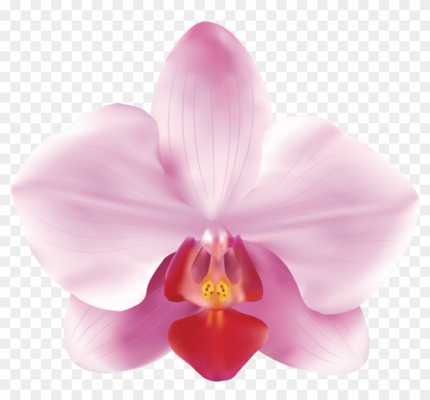 Free Png Download Pink Orchids Png Images Background - Pink Orchids Png Clipart #1121533