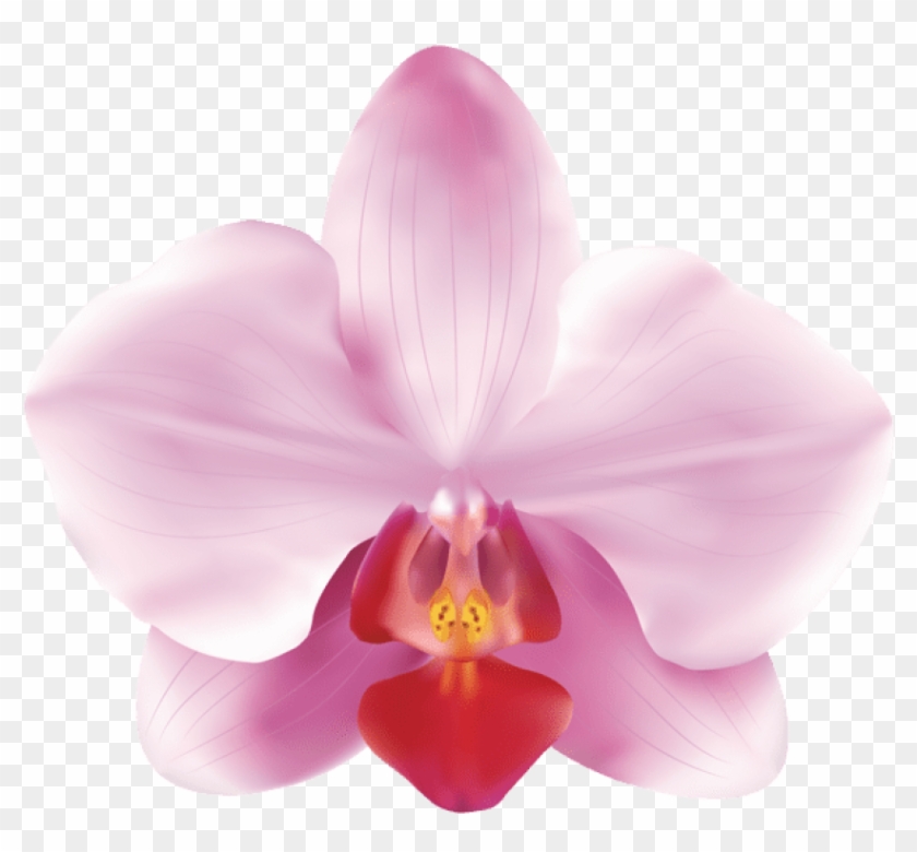 Free Png Download Pink Orchids Png Images Background - Pink Orchids Png Clipart