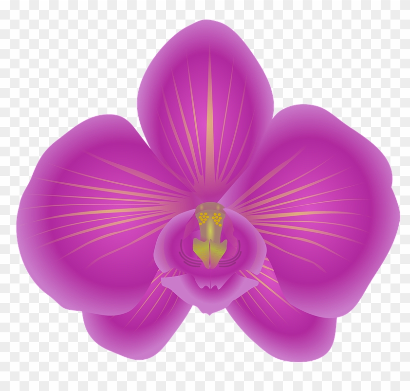 Orchid Png Clipart #1121619