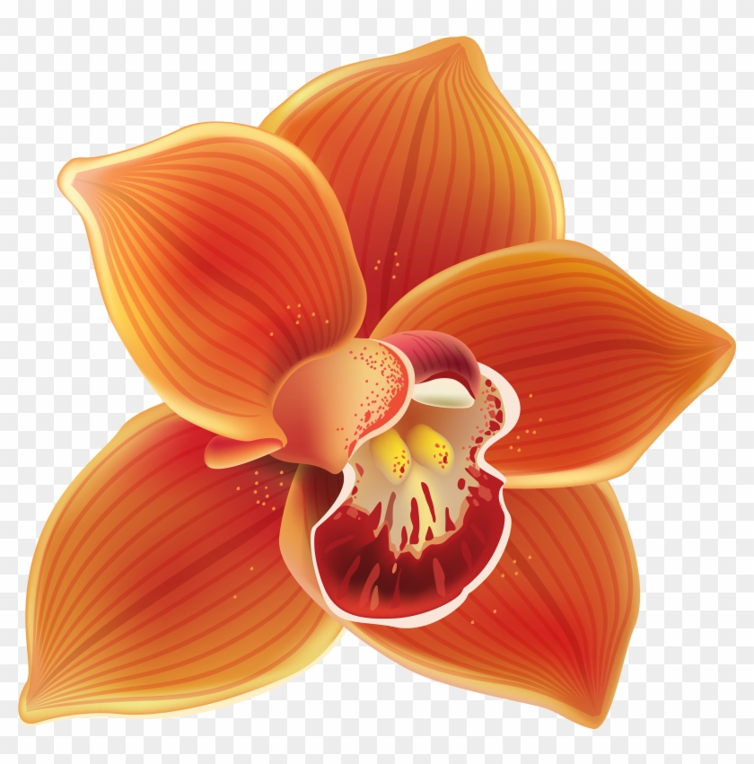 Orange Orchid Png Clipart Transparent Png #1121649