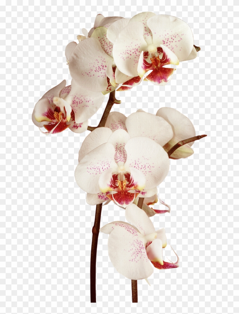 Orchid - Moon Orchid R Png Clipart