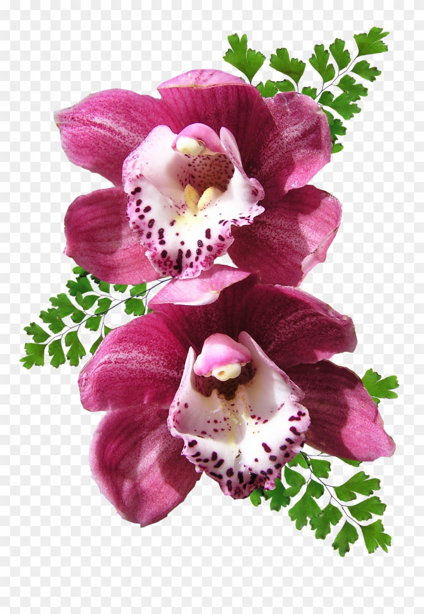 Orchid - Orquideas Png Clipart #1121730
