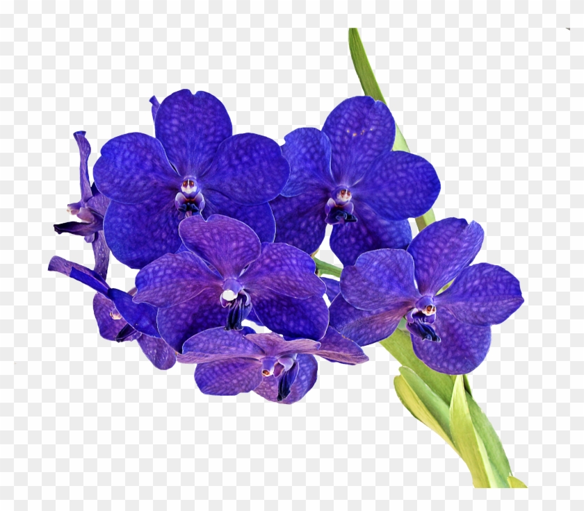 Anggrek Png Clipart