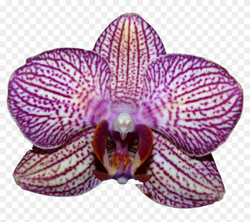 Orchids - Moth Orchid Clipart #1122137
