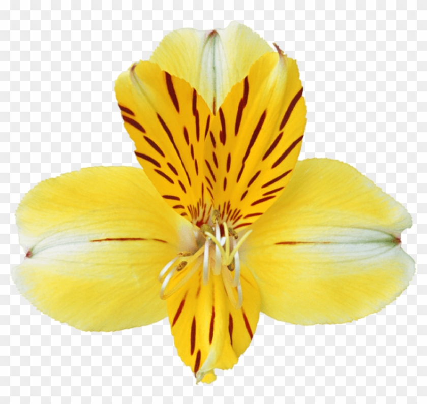 Free Png Yellow Orchid Png Images Transparent - Фото Clipart #1122200