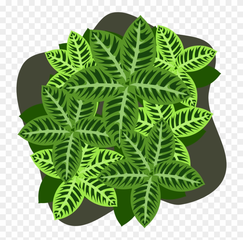 Four Leaf Clover Plant Four Leaf Clover Shamrock - Fern Clipart