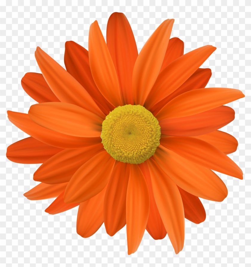 5000 X 5076 11 - Orange Colour Flowers Clipart