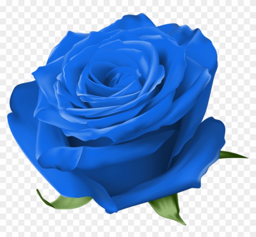Free Png Download Blue Rose Transparent Png Images - Transparent Rose Clipart