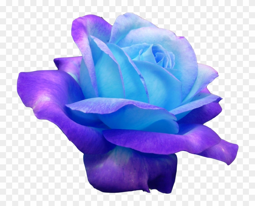 Rose Blue Clipart #1126305