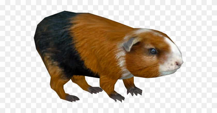 Guinea Pig Png - Zt2 Guinea Pig Clipart #1127520