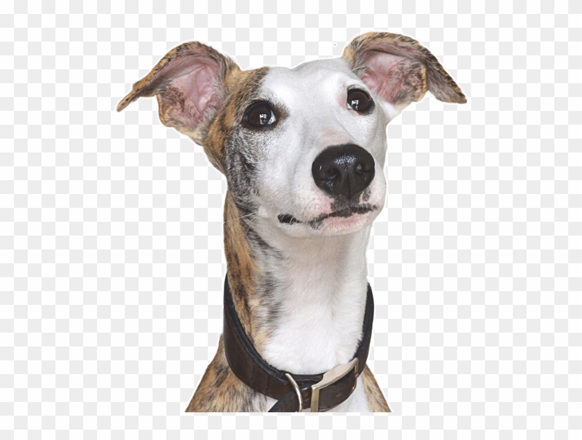 Whippet Puppies Dogs - Galgo Español Clipart #1128266
