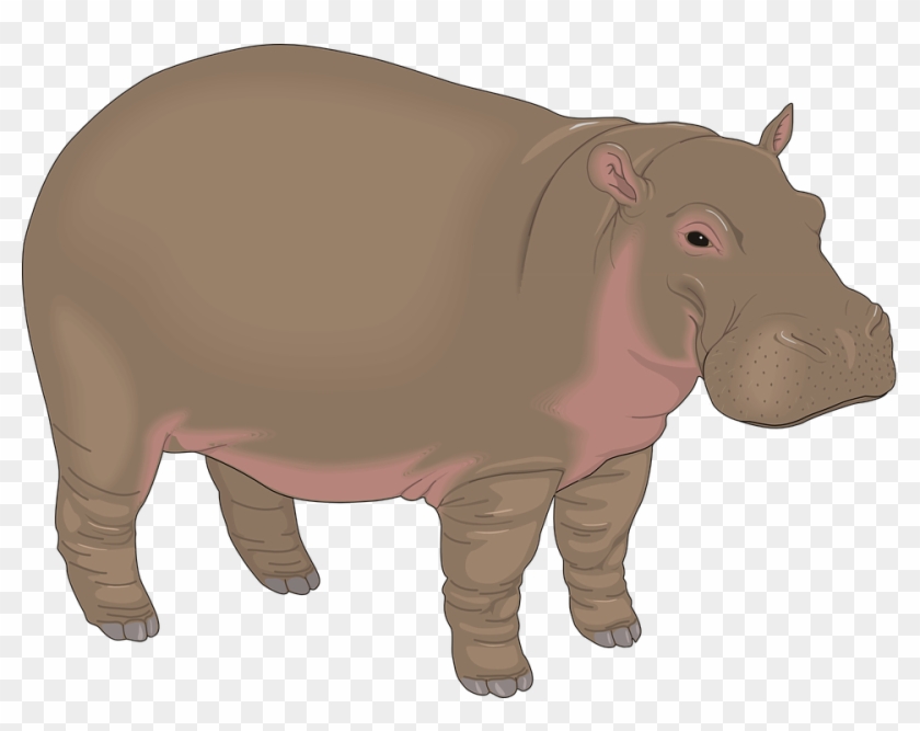 Clipart Image Of Hippopotamus - Png Download