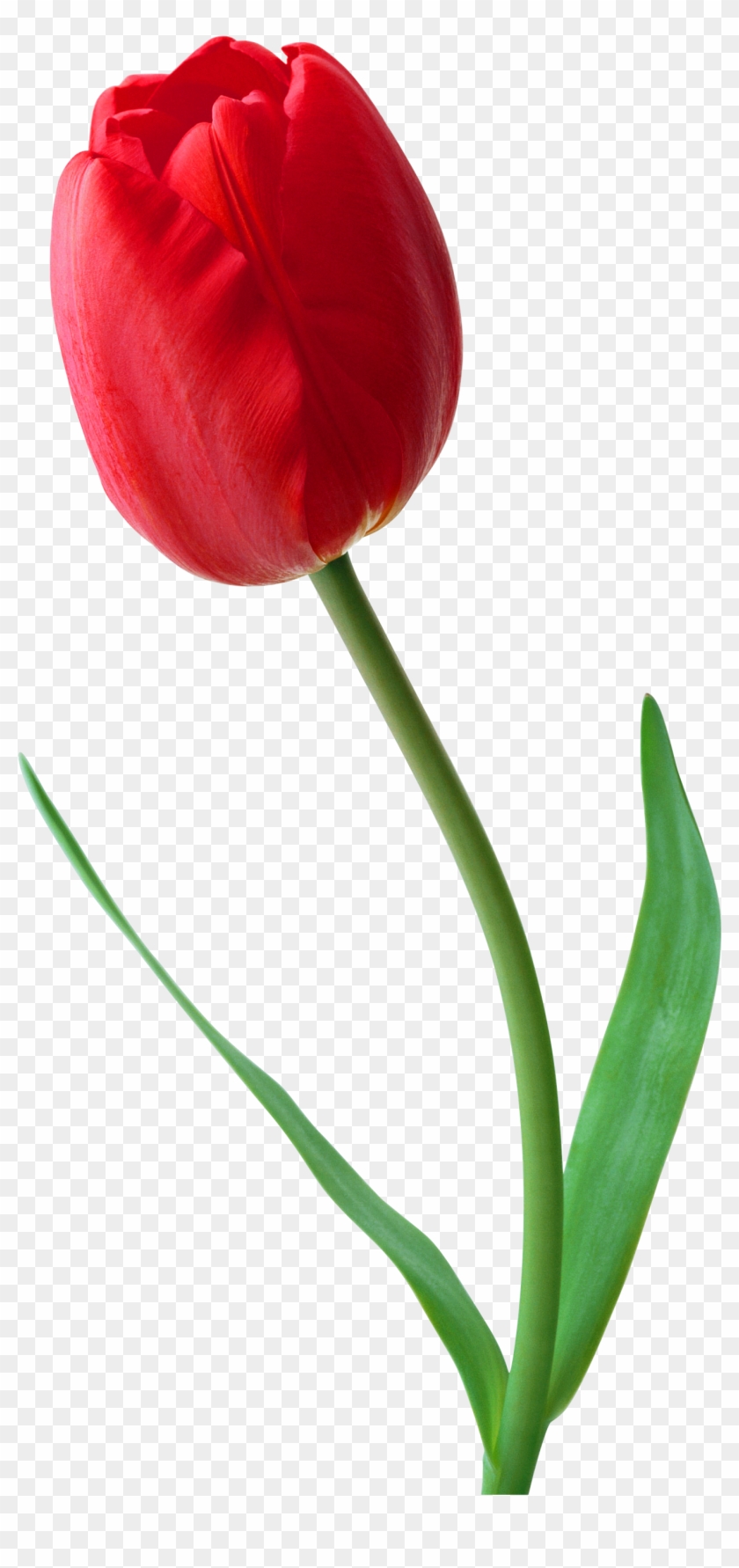Large Png Red Tulip Clipart - Tulip Png Transparent Png #1129310
