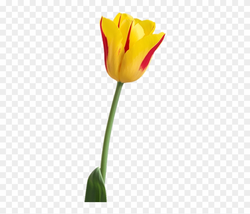 Free Png Tulip Png Images Transparent - Tulip Flower Hd Png Clipart #1129435