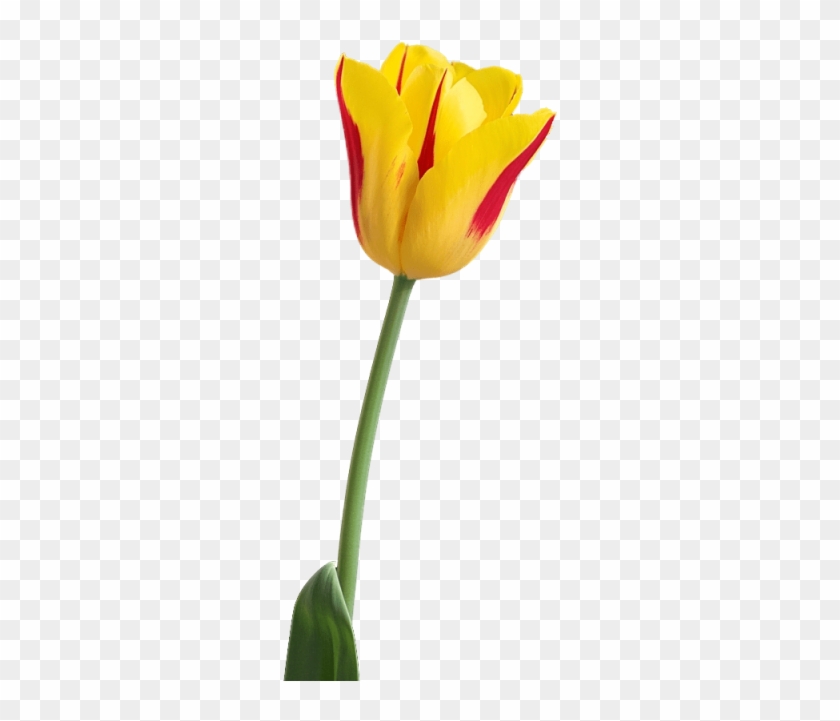 Free Png Tulip Png Images Transparent - Tulip Flower Hd Png Clipart