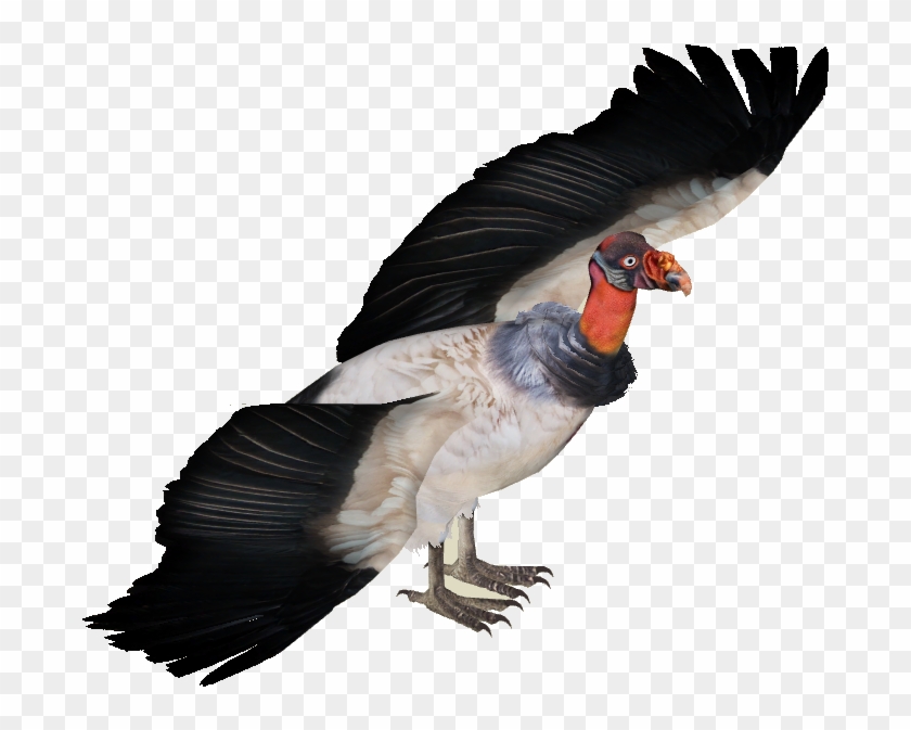 Vulture Png - Zoo Tycoon 2 Vulture Clipart