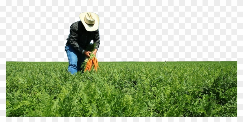 Farmer Agriculture Png Clipart #1130767