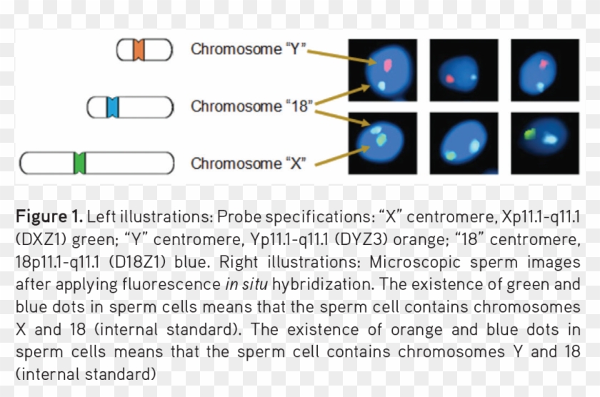 The Microscopic Images Of Some Sperm Cells Are Shown - Planet Clipart #1134655