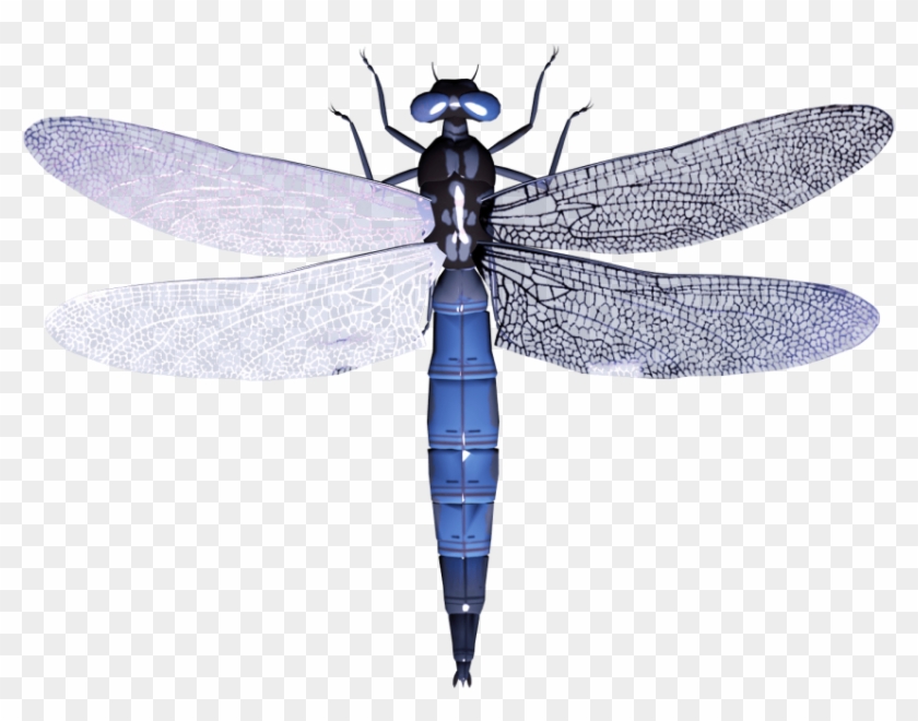 Free Png Dragonfly Png Images Transparent - Стрекоза Клипарт Clipart #1134914