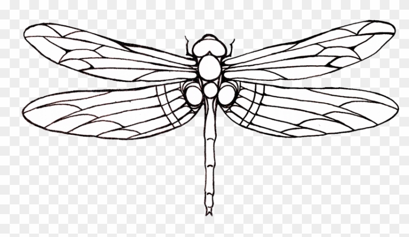 Tattoo Dragonfly Drawing Clip Art - Outline Images Of Dragonfly - Png Download