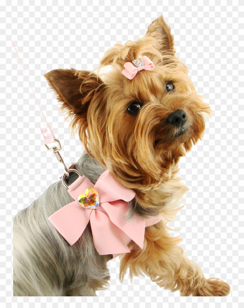 Dogs High Quality Png - Dog Clothes Transparent Background Clipart #1135147