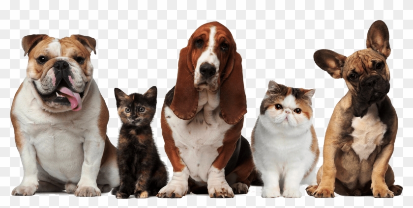 Main Png Dogs And Cats1920 - Pets Cats And Dogs Clipart #1135179