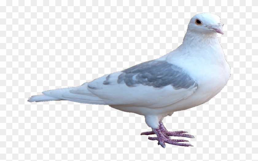 Pigeon Png Transparent Hd - Pigeon Png Hd Clipart #1135751