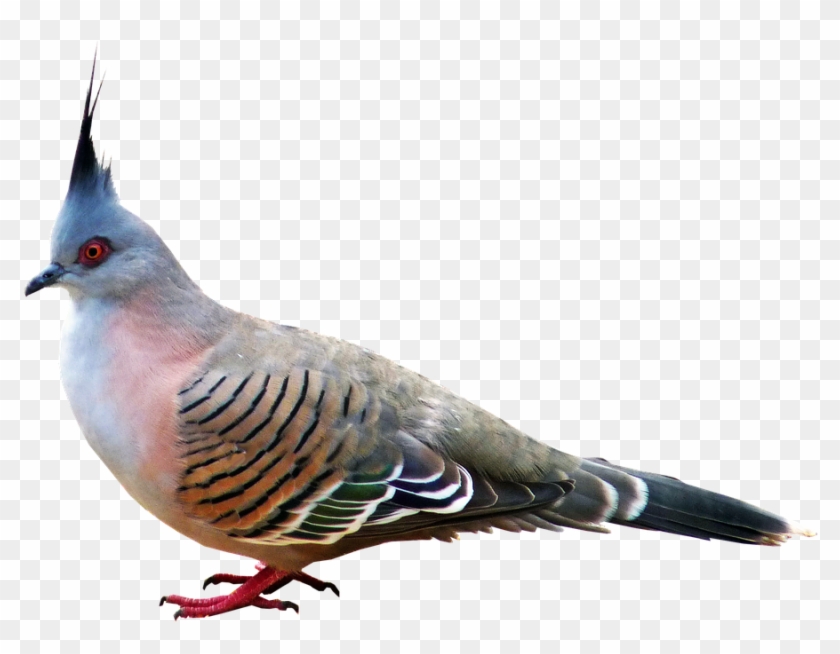 Pigeon, Bird, Nature, Wildlife, Ornithology - Bulbul Clipart #1135793