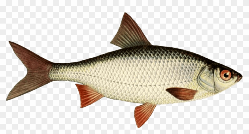 Free Png Download Fish Png Images Background Png Images - Roach Fish Clipart
