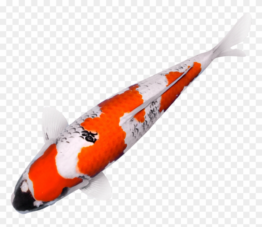 Twenty Five Years In The Business Means Access To A - Transparent Background Koi Fish Transparent Clipart