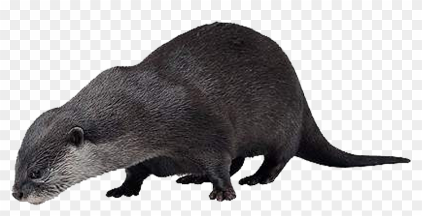 Otter Png Hd - North American River Otter Clipart