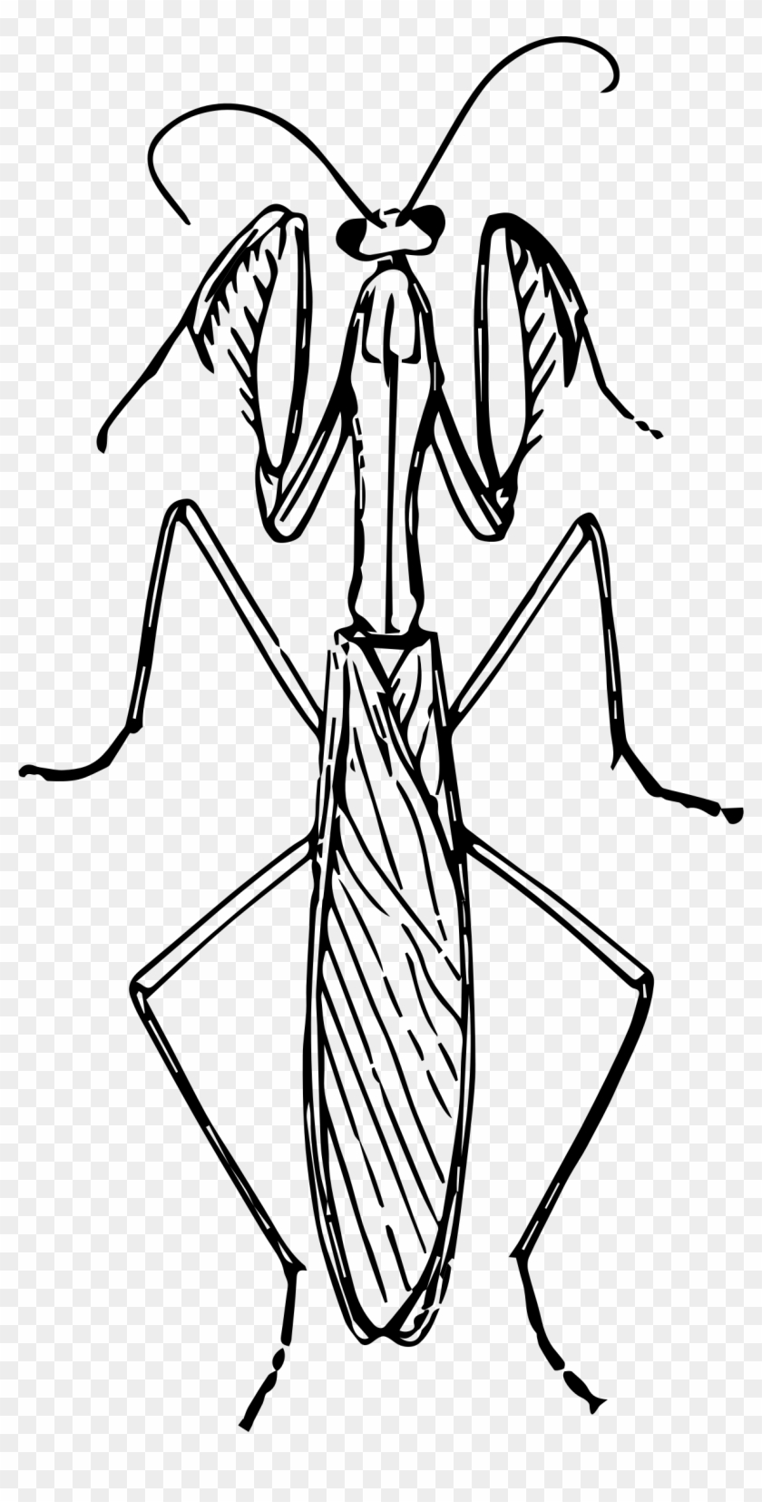 Banner Transparent Download Praying Mantis Big Image - Praying Mantis Black And White Clipart #1136799