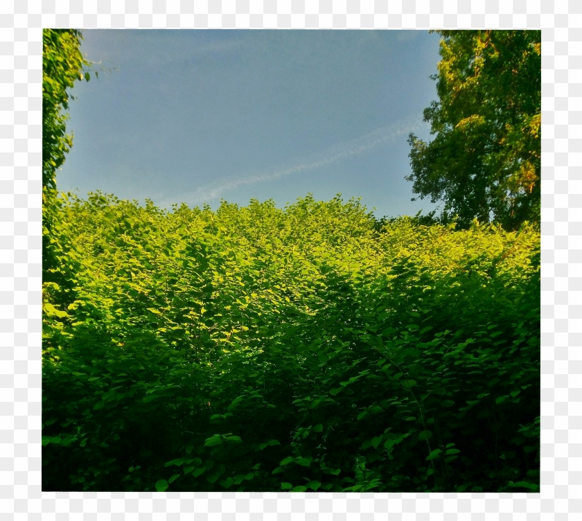 Shrubs Sticker - Canola Clipart