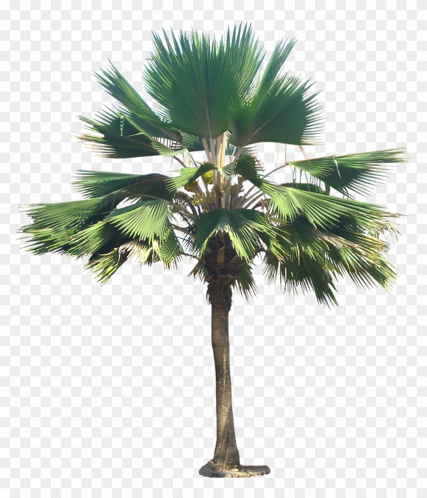 Licuala Grandis Png Clipart #1137256