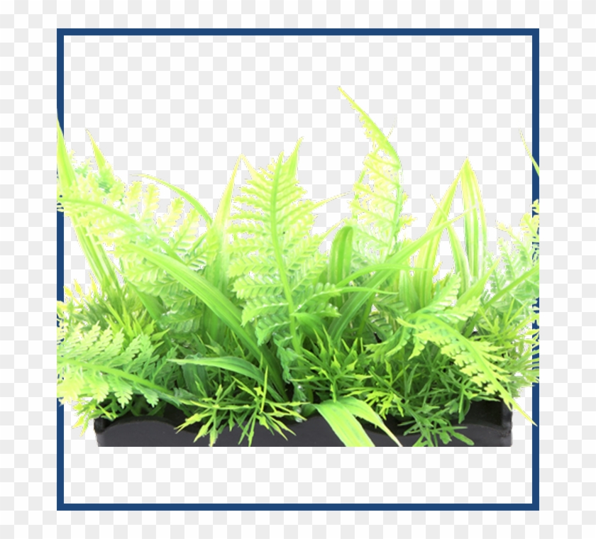 Grass , Png Download Clipart #1137387