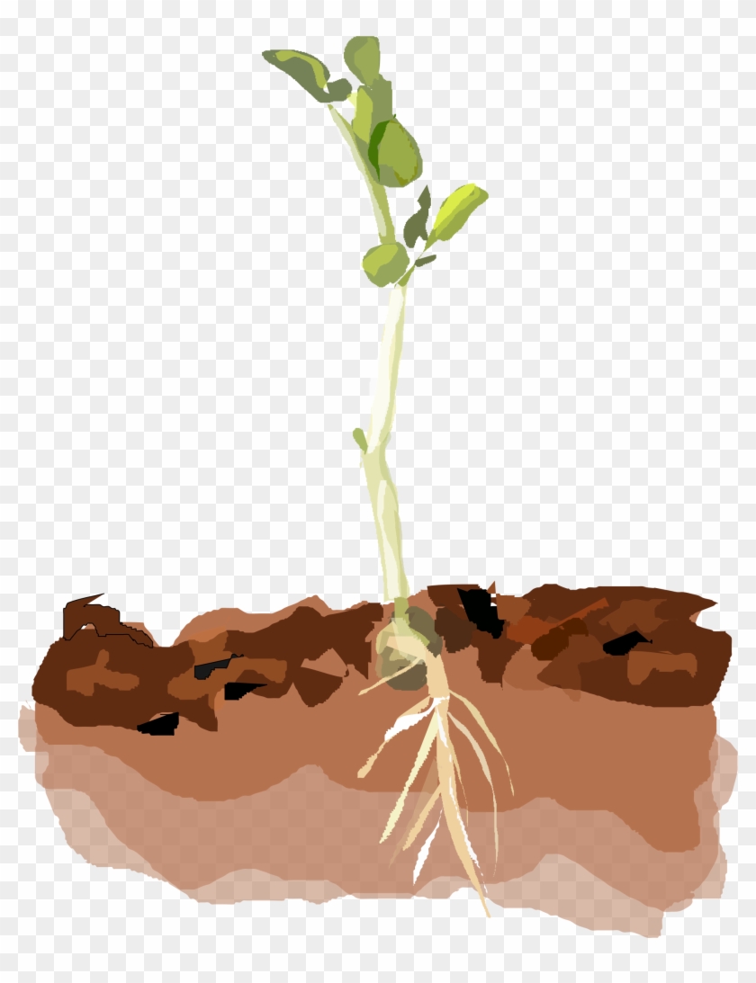 Picture Freeuse Download Growth Clipart Clipart Transparent - Clipart Plants In Soil - Png Download #1137434