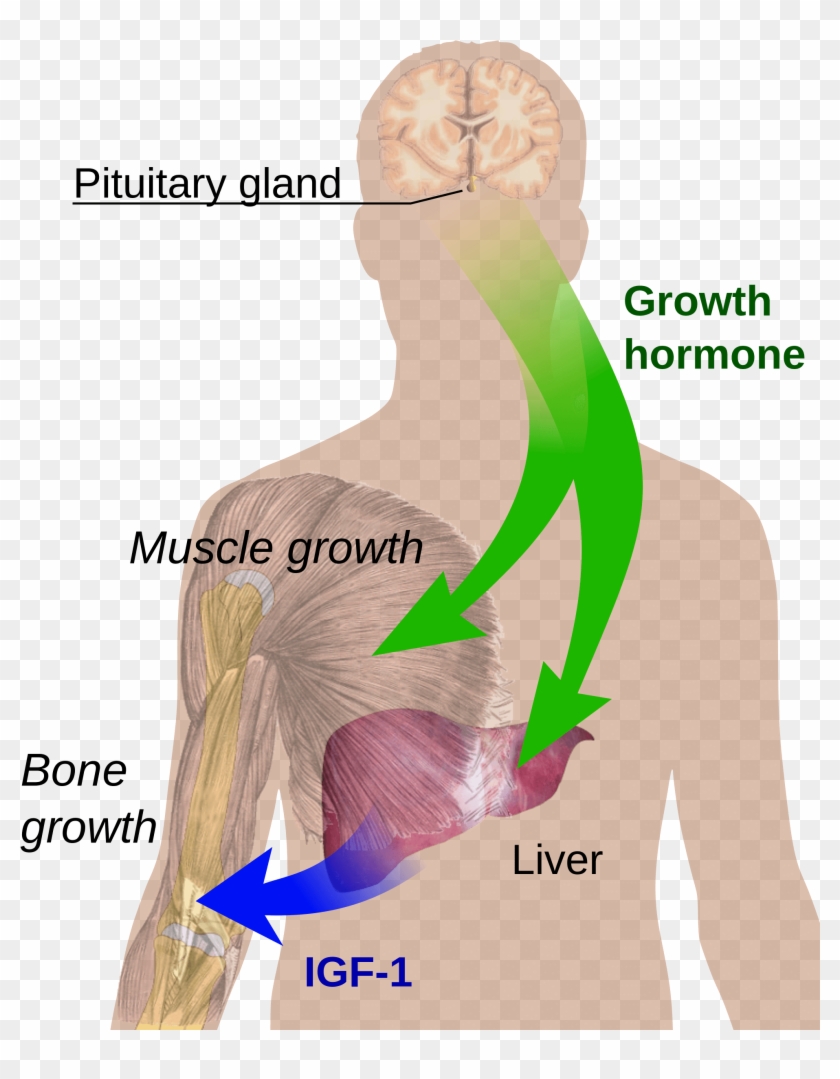 Endocrine Growth Regulation - Human Growth Hormone Diagram Clipart