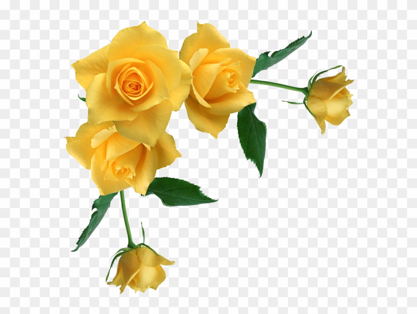 Yellow Rose Flower Free Png Transparent Images Free - Yellow Flower Border Transparent Clipart